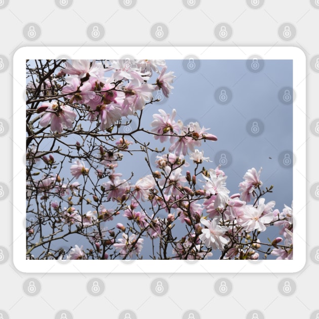 Spring Time Pink Blossoms Photography Magnet by Tenpmcreations
